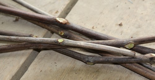 sarment de vigne chicoté et éborgné