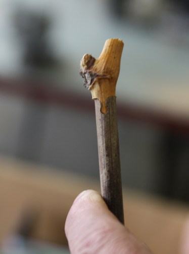 La greffe oméga de la vigne