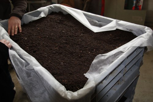 greffe-bouture de vigne recouvertes de p17+tourbe