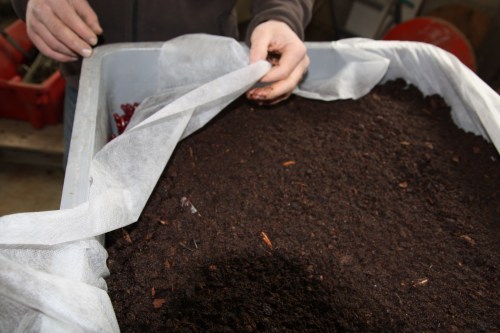 greffe-bouture de vigne recouvertes de p17+tourbe