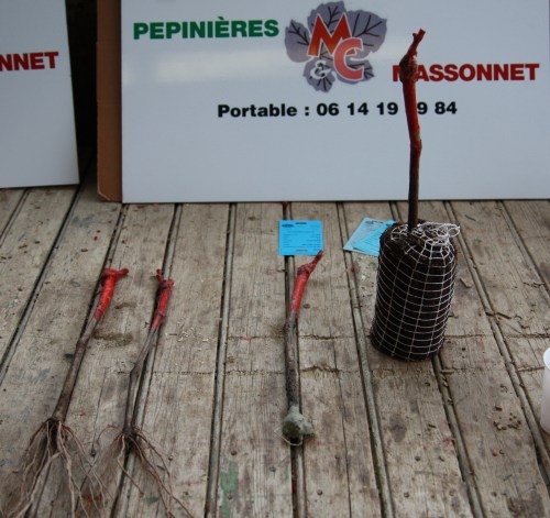 plant de vigne greffé