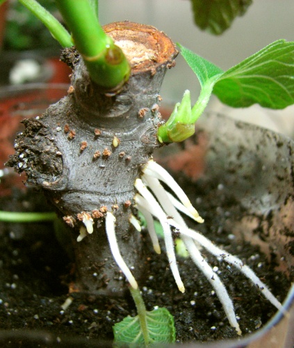 fig cuttings