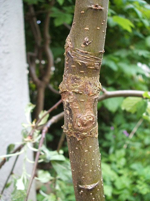 Greffe en fente de pommier