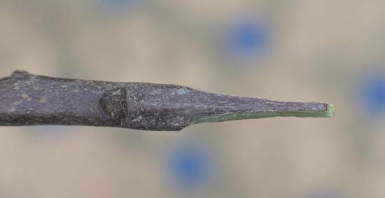 découpe en biseau du greffon