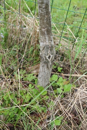 Greffe en couronne de 4 ans d’âge