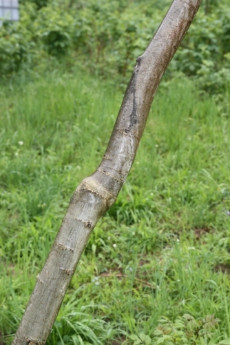 Greffe  en couronne de 4 ans d’âge