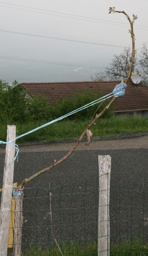 greffe en couronne de noyer non tuteurée