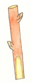 greffon découpé en biseau