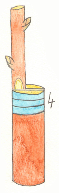 greffon inséré