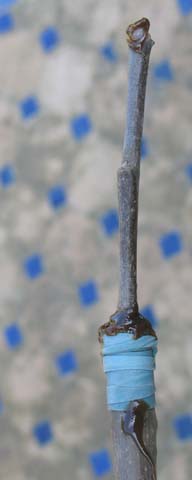 Greffe en fente mastiquée