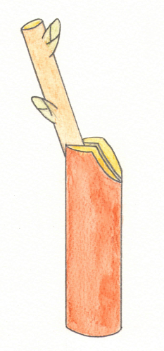 découpe anti nécrose