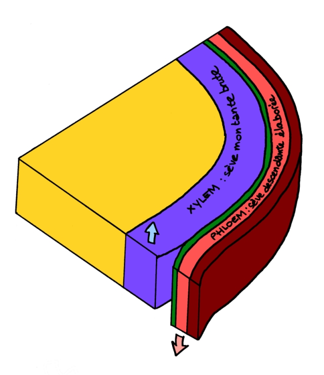 phloem xylem