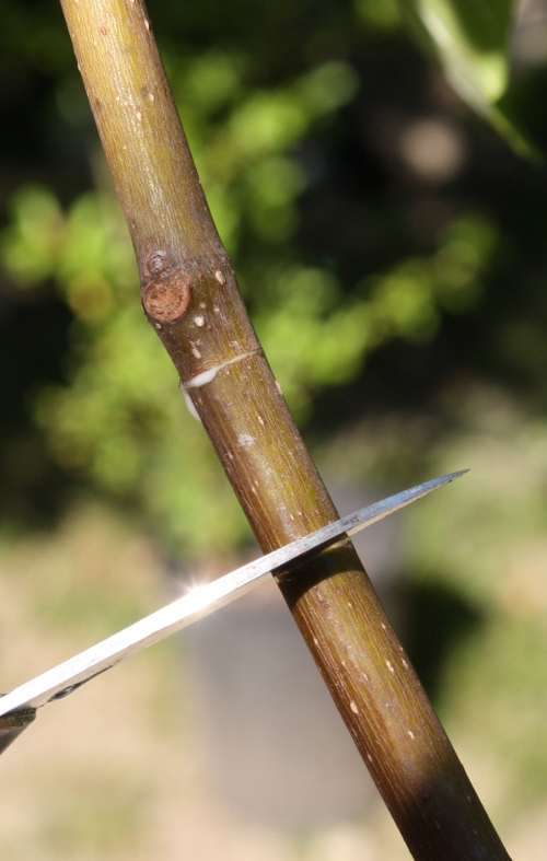incision annulaire