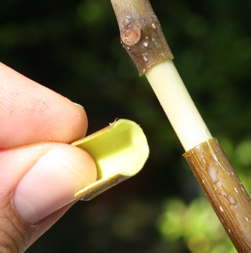 extraction de l’anneau