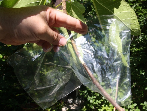 decoupe d’un film transparent