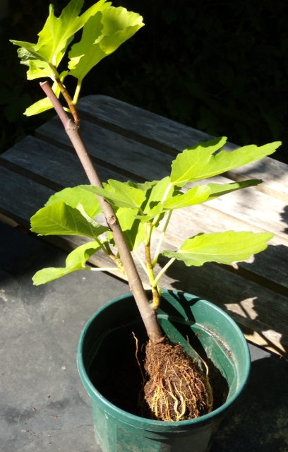 mise en pot de la marcotte