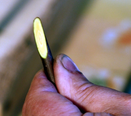 découpe biseau greffon