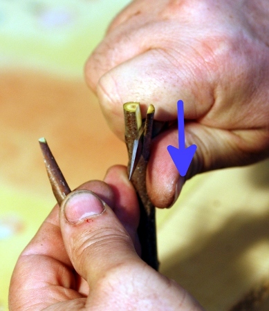 incision du porte greffe