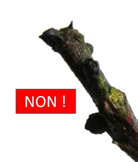 bois mort