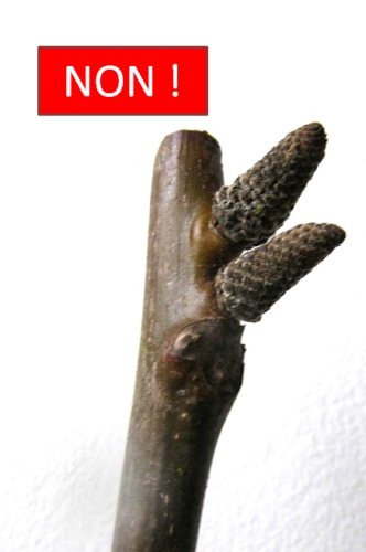 greffon frêle