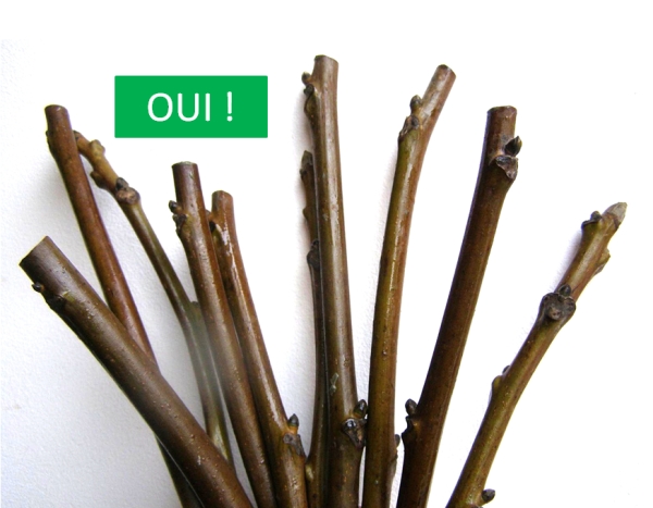 juglans scionwood graftwood