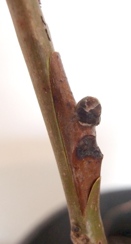 juglans chip budding graft