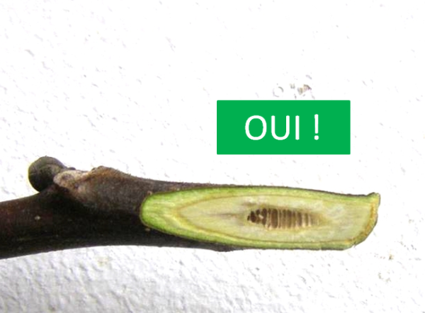 moelle greffon de noyer
