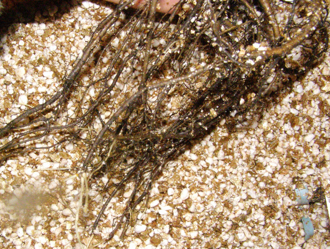 mélange perlite/vermiculite