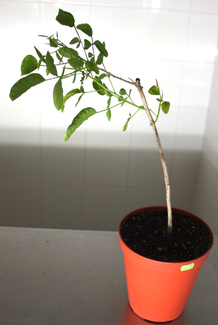 Plant forcé pendant deux semaines, apte à être greffé
