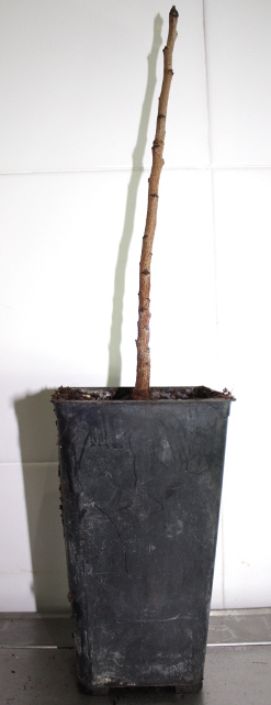 Plant avant forçage